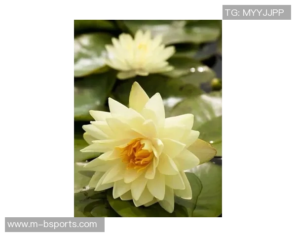 英超深度对话周强探讨足球人生与职业生涯的精彩瞬间